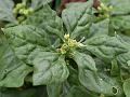 New Zealand Spinach